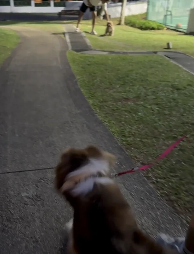 A dog on a lead turning towards another dog further down the path
